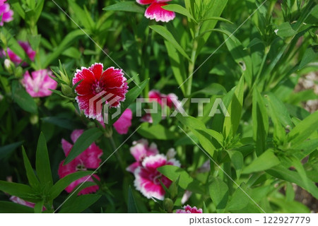 red fringed flower 122927779