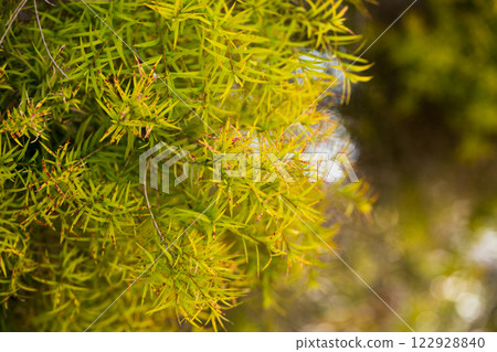 Close-up of Melaleuca linariifolia plant Close-up of Melaleuca linariifolia plant 122928840