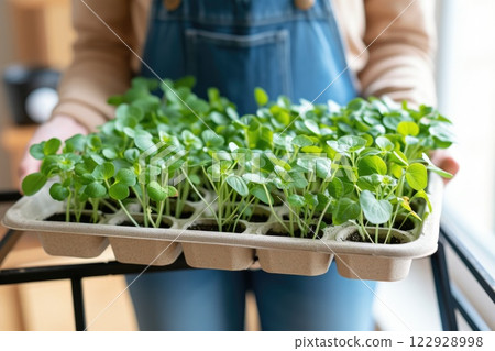 Ai generated Female hands taking care of small microgreens plant. Greenhouse seedlings Ai generated Female hands taking care of small microgreens plant. Greenhouse seedlings 122928998