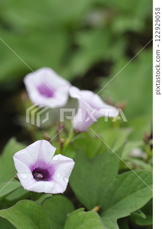 Sweet potato flower Sweet potato sweet potato flower Sweet potato flower Sweet potato sweet potato flower 122929058