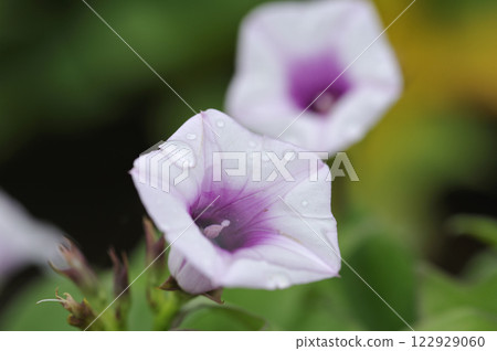 白薯花白薯白薯花 白薯花白薯白薯花 122929060