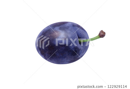 Prune illustration realistic white background 122929114