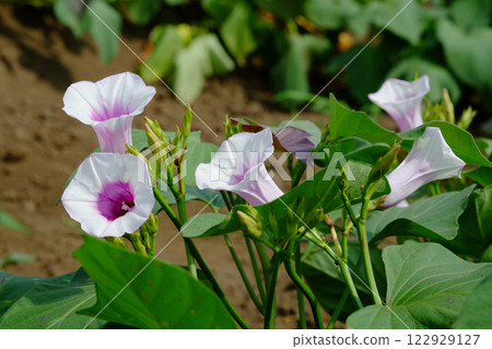 白薯花白薯白薯花 白薯花白薯白薯花 122929127