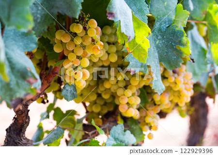 White grapes hanging on vine in vineyard White grapes hanging on vine in vineyard 122929396