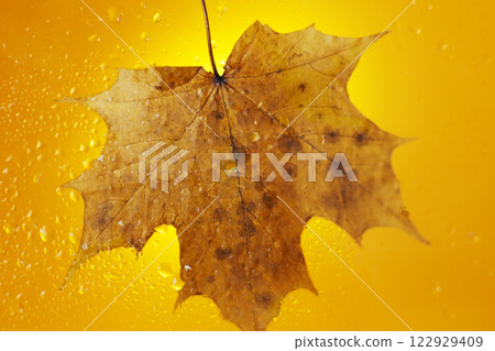 autumn maple leaf on a glass surface with water rain drops on yellow background autumn maple leaf on a glass surface with water rain drops on yellow background 122929409