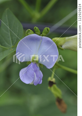 菜園裡的繡球花 122929814