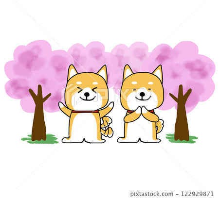 賞櫻會上,柴犬開心地站在櫻花樹前 賞櫻會上,柴犬開心地站在櫻花樹前 122929871