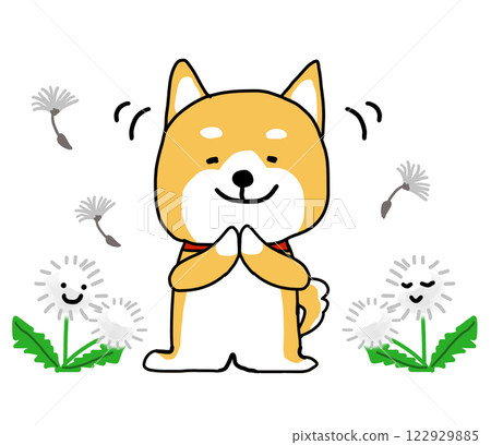 柴犬在蒲公英絨毛前表示感謝 柴犬在蒲公英絨毛前表示感謝 122929885