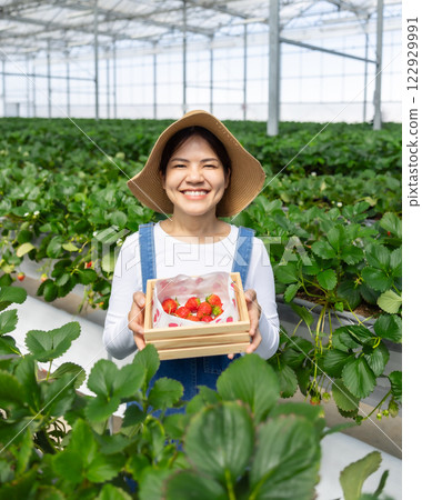 Asian gardener harvest strawberry in glasshouse 122929991