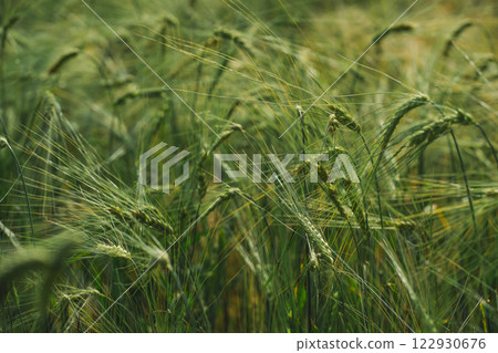 solo traveler in nature sightseeing concept with field of barley in organic farm in springtime season solo traveler in nature sightseeing concept with field of barley in organic farm in springtime season 122930676