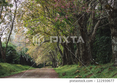 solo traveler in nature concept with country road with pink cherry blossom tree in springtime season 122930677