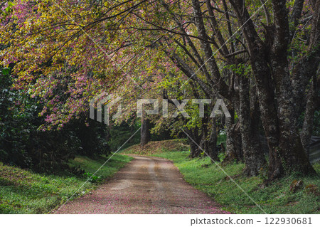 solo traveler in nature concept with country road with pink cherry blossom tree in springtime season 122930681