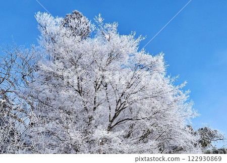 Snow flower 122930869