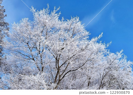 Snow flower 122930870