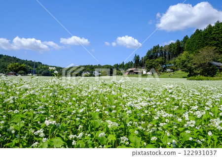 Hitachi Autumn Buckwheat Flower Field 122931037
