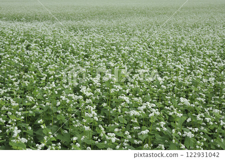 日立秋季蕎麥花田 日立秋季蕎麥花田 122931042