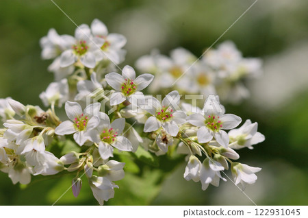 Hitachi Autumn Buckwheat Flower Field Hitachi Autumn Buckwheat Flower Field 122931045