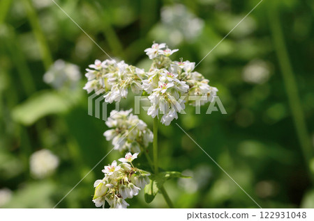Hitachi Autumn Buckwheat Flower Field 122931048