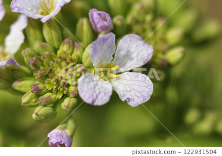 Radish flowers in the spring field 122931504