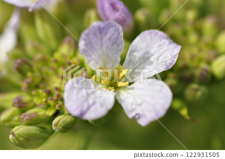 Radish flowers in the spring field 122931505