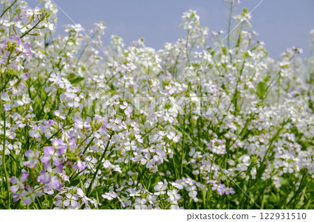 Radish flowers in the spring field 122931510
