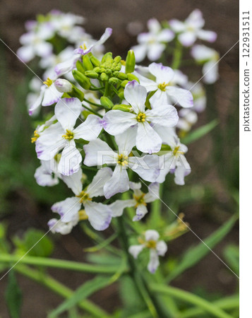 Radish flowers in the spring field 122931511