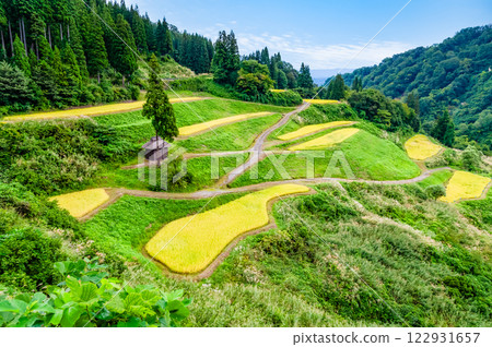 新潟魯須原梯田:秋收 新潟魯須原梯田:秋收 122931657