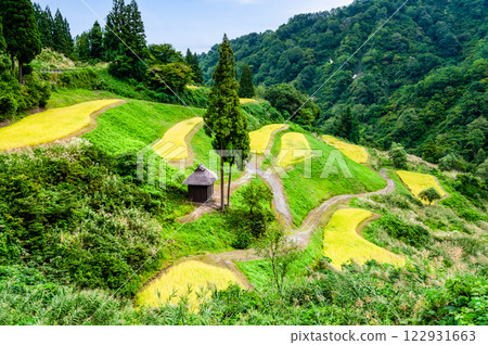 Niigata Rusuhara Rice Terraces: Autumn Harvest 122931663