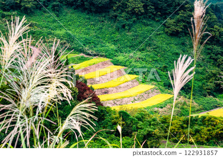 Niigata Shimizu rice terraces: Autumn harvest 122931857