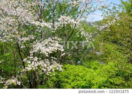 盛開著重櫻和嫩葉的美麗的楓樹 [相模原市津久井 4月] 122931875