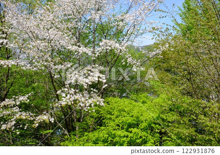 Double cherry blossoms and fresh green maple trees bathed in the spring sunshine [Tsukui, Sagamihara City, April] 122931876