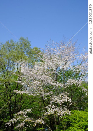 預示著春天到來的樹林 [相模原市津久井 4月] 122931879