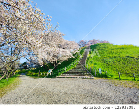Marugameyama古墳（Sakitama Mound Tomb Park）的櫻花 122932095