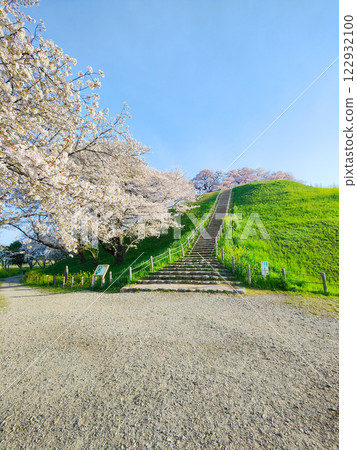 Cherry blossoms of the Marugameyama ancient burial mound (Sakitama Mound Tomb Park) 122932100