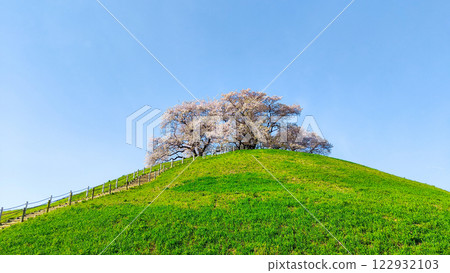 Marugameyama古墳（Sakitama Mound Tomb Park）的櫻花 122932103