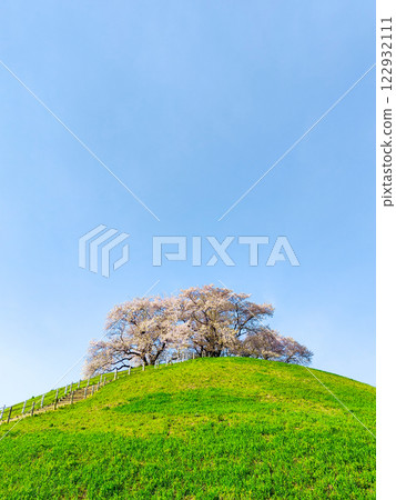 Marugameyama古墳(Sakitama Mound Tomb Park)的櫻花 Marugameyama古墳(Sakitama Mound Tomb Park)的櫻花 122932111