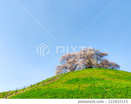 Cherry blossoms of the Marugameyama ancient burial mound (Sakitama Mound Tomb Park) 122932115