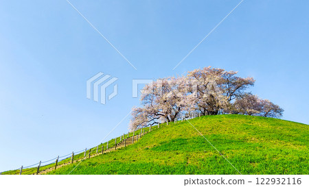 Marugameyama古墳（Sakitama Mound Tomb Park）的櫻花 122932116