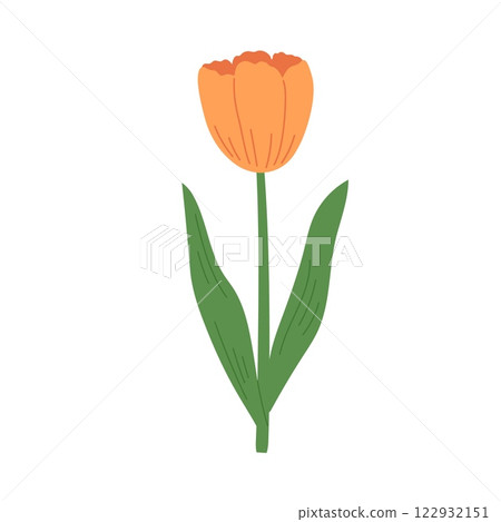 Hand draw orange tulip vector illustration 122932151