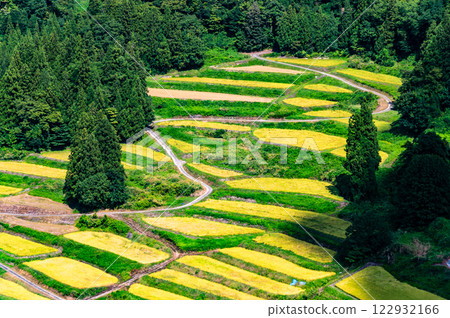 Niigata Keichi Rice Terraces: Harvest Autumn 122932166