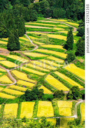 新潟慶市梯田：豐收的秋天 122932168