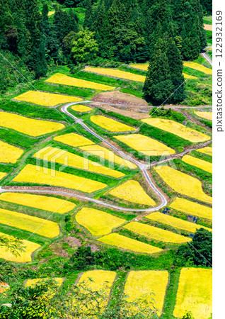 新潟慶市梯田：豐收的秋天 122932169