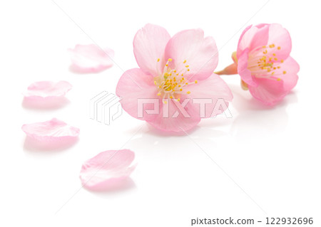 Cherry blossom petals pink spring white background Cherry blossom petals pink spring white background 122932696