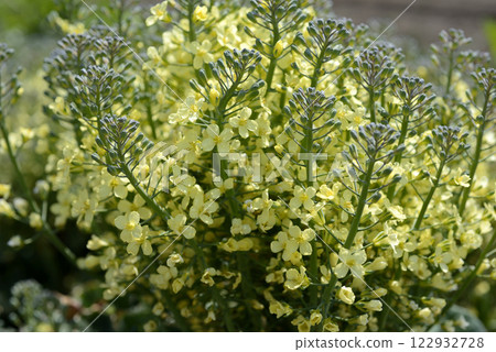 Broccoli flowers in a spring vegetable garden 122932728