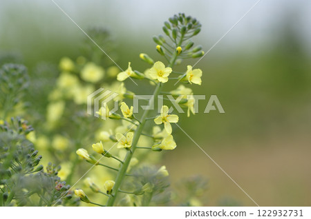 春季菜園裡的西蘭花花 122932731