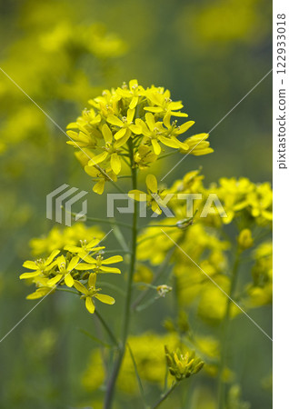 Mizuna flowers in a spring vegetable garden 122933018