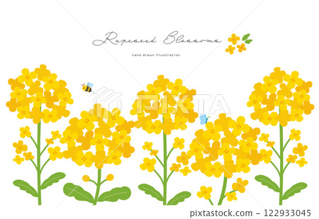 油菜花的手繪插畫 油菜花的手繪插畫 122933045
