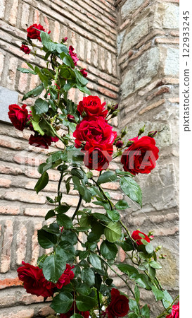 Vibrant red roses blooming against rustic brick wall 122933245