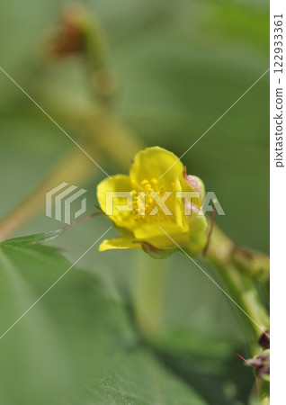Mulukhiya flowers in a summer field Mulukhiya flowers in a summer field 122933361