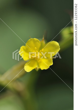 夏日田野中的 Mulukhiya 花 夏日田野中的 Mulukhiya 花 122933362